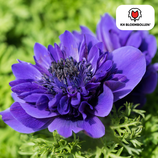 Blumenzwiebeln Anemonen – Anemone coronaria ‘Double’ – 30 Pflanzen – bunte Knollenmischung – ↕25-35cm – Frühlingsblüher für Beete, Töpfe & Schnittblumen