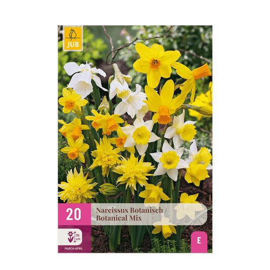 GreenboutiQ - Blumenzwiebeln - Narcis Botanical Mix - Farbe Gelb und Weiß - 20 Stück - Zwiebelgröße 10/12 - XXL Pack