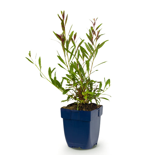 Prachtkerze 'Florgauros' – Gaura lindheimeri – Rosa – Topf Ø11cm – Ansicht 2