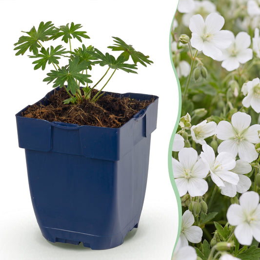Storchschnabel 'Geranium sanguineum Album' – Weiß – Ø11cm – Ansicht 2
