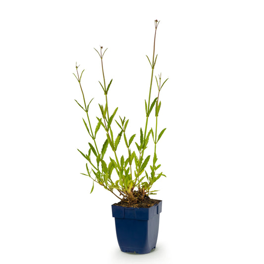 Eisenkraut 'Verbena bonariensis' – Lila – Topf Ø11cm – Ansicht 2