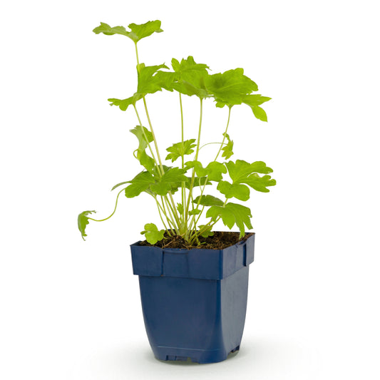 Rittersporn 'Black Knight' – Delphinium – Lila – Topf Ø11cm – Ansicht 2
