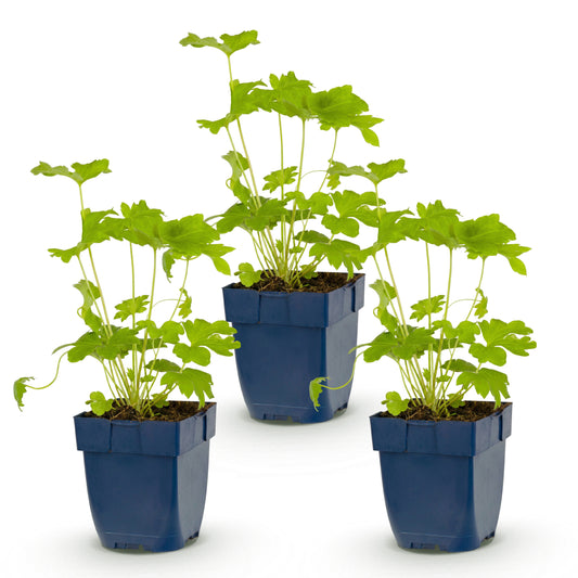 Rittersporn 'Delphinium Black Knight' – Lila – Topf Ø11cm – Ansicht 2