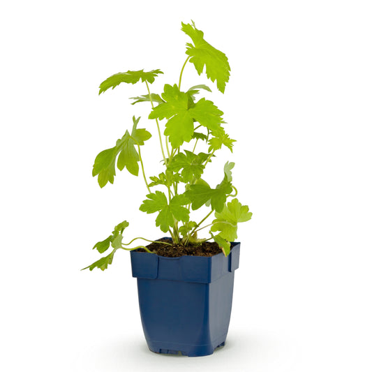 Rittersporn 'Galahad' – Delphinium – Weiß – Topf Ø11cm – Ansicht 2