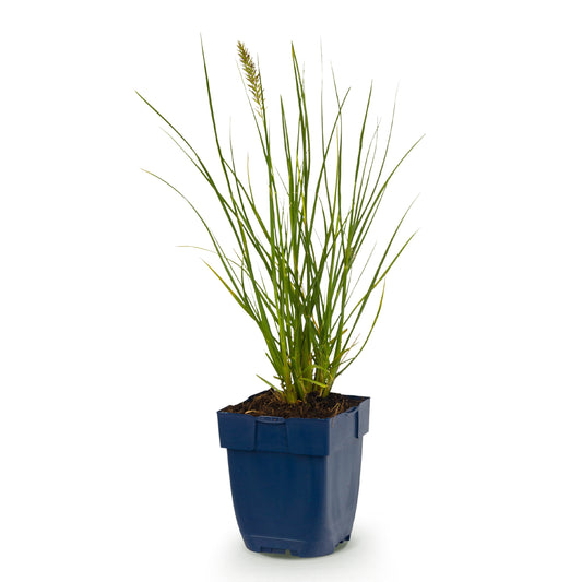 Fuchsschwanzgras 'Little Bunny' – Pennisetum alopecuroides – Topf Ø11cm – Ansicht 2