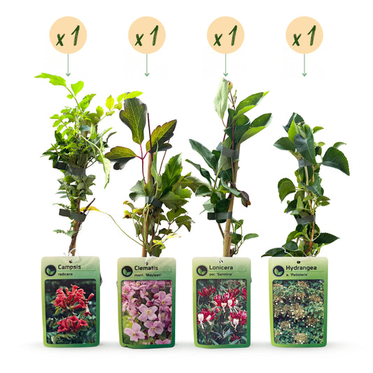 Kletterpflanzen-Quartett 'Rainbow' – Trompetenblume, Waldrebe, Geißblatt & Kletterhortensie – Topf Ø9cm – Ansicht 2