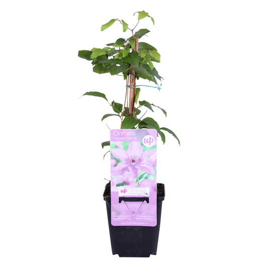 Clematis 'Hagley Hybrid' – Rosa – P9 Topf – Ansicht 2