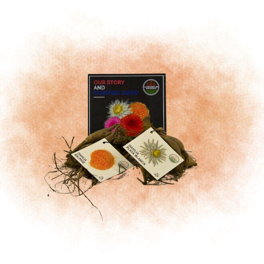 Dahlien-Knollen-Mix 'Orange Pride' – Playa Blanca & Ralphie – Ansicht 2