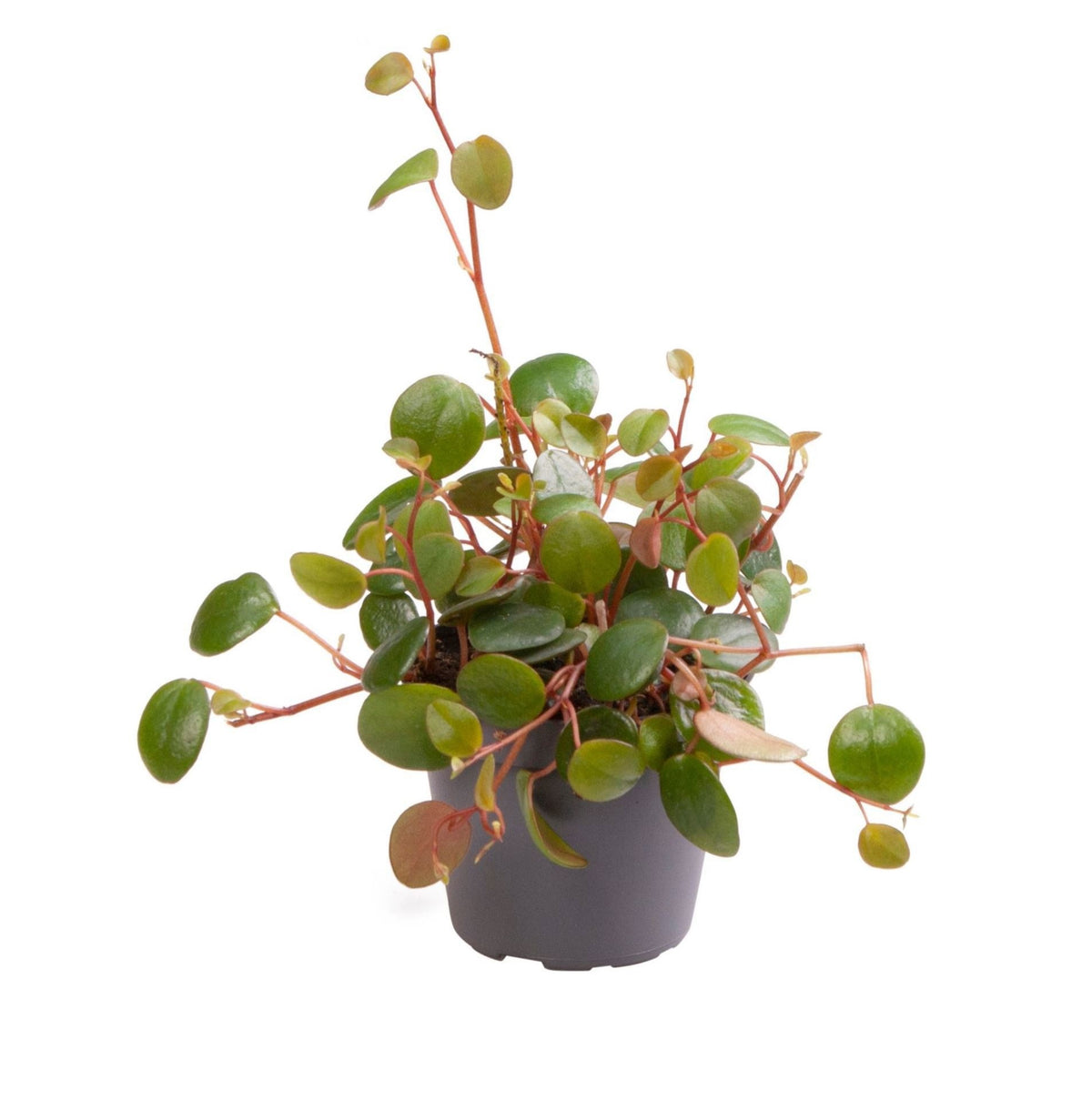 Peperomia Pepperspot – Grün-Rot – Ø6cm, ↕10cm
