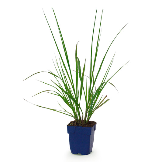 Lampenputzergras 'Black Beauty' – Pennisetum alopecuroides – Topf Ø11cm – Ansicht 2