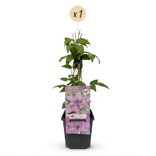 Waldrebe 'Hagley Hybrid' – Rosa – Topf Ø9cm – Ansicht 2