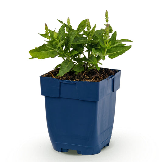 Salbei 'Sensation Deep Blue' – Lila – Topf Ø11cm – Ansicht 2