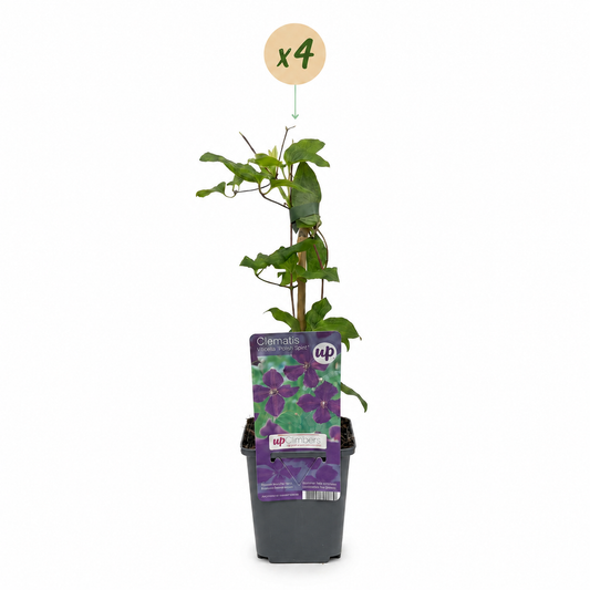 Waldrebe 'Polish Spirit' – Clematis Viticella – Lila – Topf Ø9cm – Ansicht 2