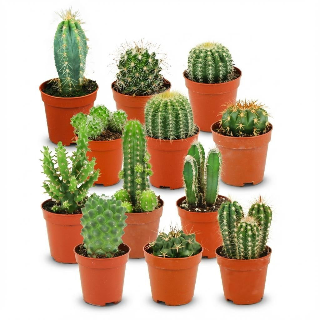 Mini Kaktus Set – 12 Kakteen – Ø5,5cm – Höhe 5–10cm – Pflegeleichte Zimmerpflanzen – Kleine Kakteen für Fensterbank Büro & Wohnraum