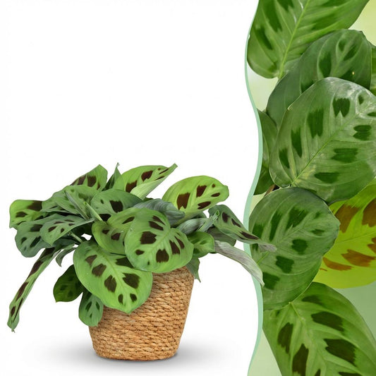 Green boutiQ - Zimmerpflanze - Maranta Fascinator Kerchoveana - Zebrapflanze - Haustierfreundliche Pflanze - Grün - 1 Pflanze - mit Korb - Topf 12cm - Höhe 25cm