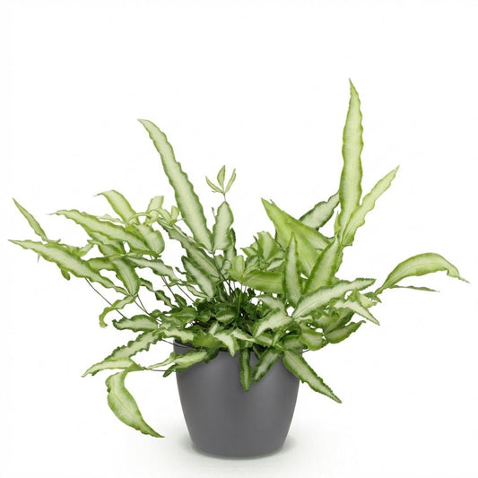 Green boutiQ - Zimmerpflanze - Pteris cretica Albolineata - Schwertfarn - Haustierfreundliche Pflanze - Grün - 1 Pflanze - mit Potter Grau - Topf 12cm - Höhe 20cm