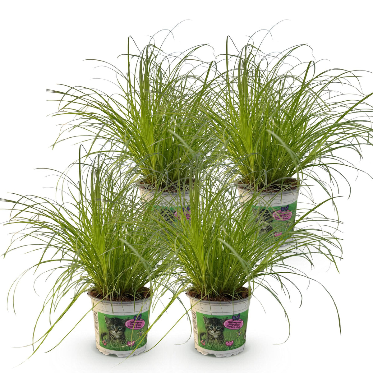 Green boutiQ - Zimmerpflanze - Cyperus alternifolius Zumula - Katzengras - Haustierfreundlich - Grün - 4 Pflanzen - Topf 12cm - Höhe 28-30cm