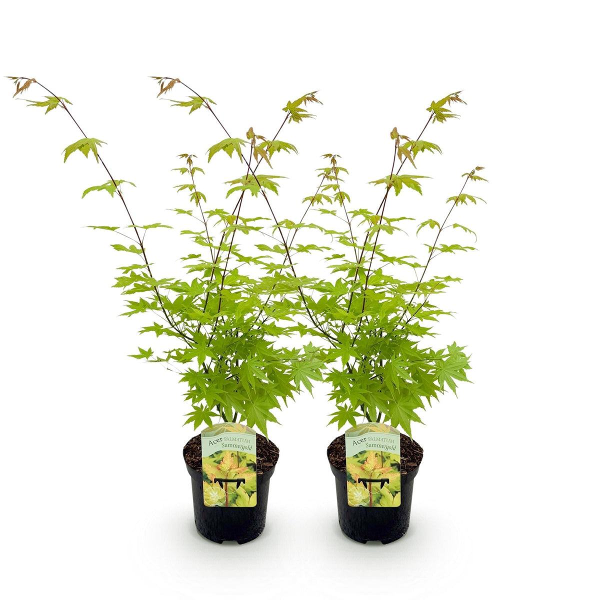 Japanischer Ahorn – Acer palmatum 'Summergold' – 2 Pflanzen – ca. 70 cm hoch – Ø19 cm – gelb-orangefarbene Blätter – Balkon- & Gartenpflanze