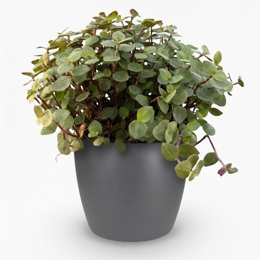 Green boutiQ - Zimmerpflanze - Calissia repens - Katzengras - Haustierfreundlich - Grün - 1 Pflanze - mit Potter Grau - Topf 12cm - Höhe 17-20cm