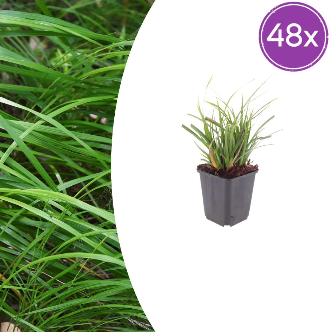Japan-Segge Carex morrowii – 48 Pflanzen – Immergrünes Ziergras für Schatten & Halbschatten – Bodendecker für Beet & Garten – 10-25cm – Ø9cm – Winterhart & pflegeleicht - Oasis of Life