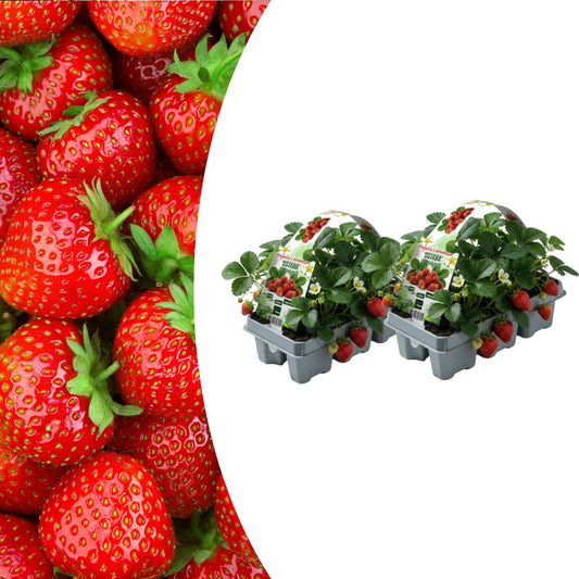 Erdbeeren, 6er-Pack (Fragaria), 100 % biologisch