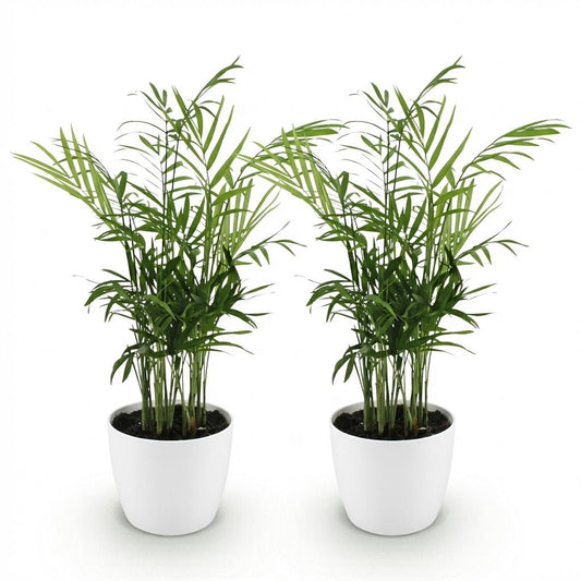 Green boutiQ - Zimmerpflanze - Chamaedorea elegans - Goldpalme - Haustierfreundliche Pflanze - Grün - 2 Pflanzen - mit Potter Weiß - Topf 12cm - Höhe 15cm