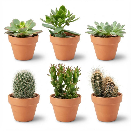 Mini Kakteen & Sukkulenten Mix – 6 Pflanzen – Ø8,1cm Terrakottatöpfe – Höhe 5–10cm – Pflegeleichte Zimmerpflanzen – Ideal als Deko & Geschenk