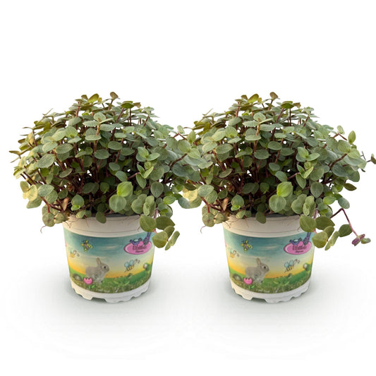 Green boutiQ - Zimmerpflanze - Calissia repens - Katzengras - Haustierfreundlich - Grün - 2 Pflanzen - Topf 12cm - Höhe 17-20cm