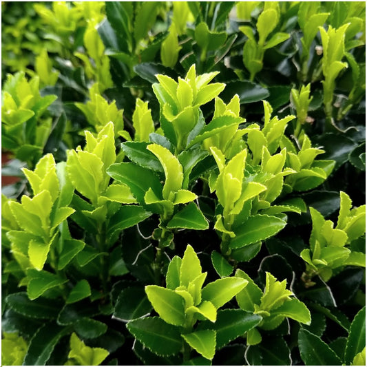 Japanischer Spindelstrauch Euonymus 'Green Spire' – Ø7cm – ↨15cm – 6 Pflanzen – Aufrechter, winterharter Zierstrauch für Garten, Terrasse & Hecke