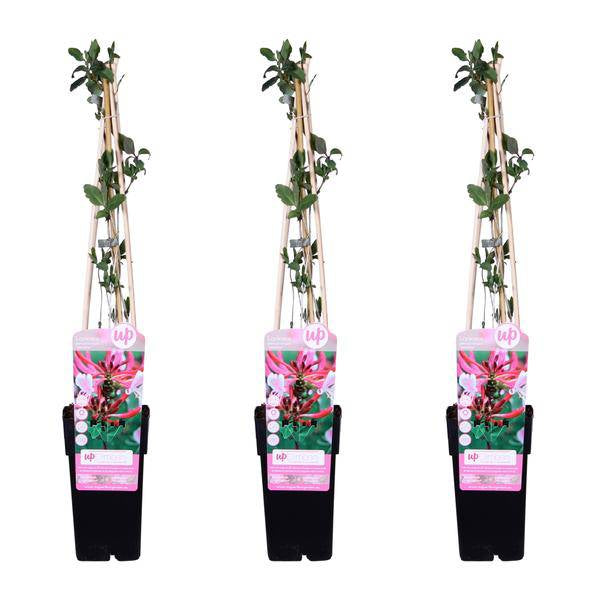 Wald Geißblatt - Lonicera periclymenum 'Serotina' - ↨65cm - Ø15cm - 3 Stück