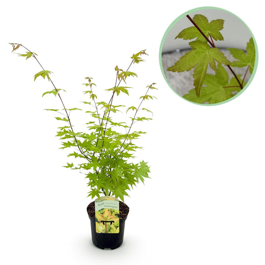 Japanischer Ahorn – Acer palmatum 'Summergold' – ca. 70 cm hoch – Ø19 cm – goldgelbes Laub – Balkon- & Gartenpflanze