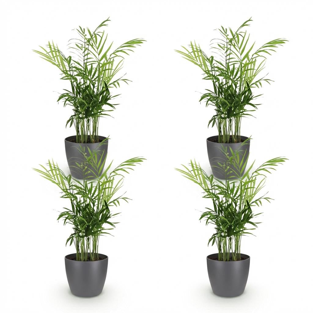 Green boutiQ - Zimmerpflanze - Chamaedorea elegans - Goldpalme - Haustierfreundliche Pflanze - Grün - 4 Pflanzen - mit Potter Grau - Topf 12cm - Höhe 15cm