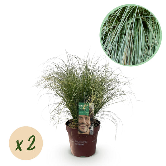 Neuseeland Segge Carex comans Frosted Curls – 2 Pflanzen Ø17cm – Immergrün – Pflegeleicht – Elegantes Ziergras mit silbernem Glanz – Höhe ca. 50cm