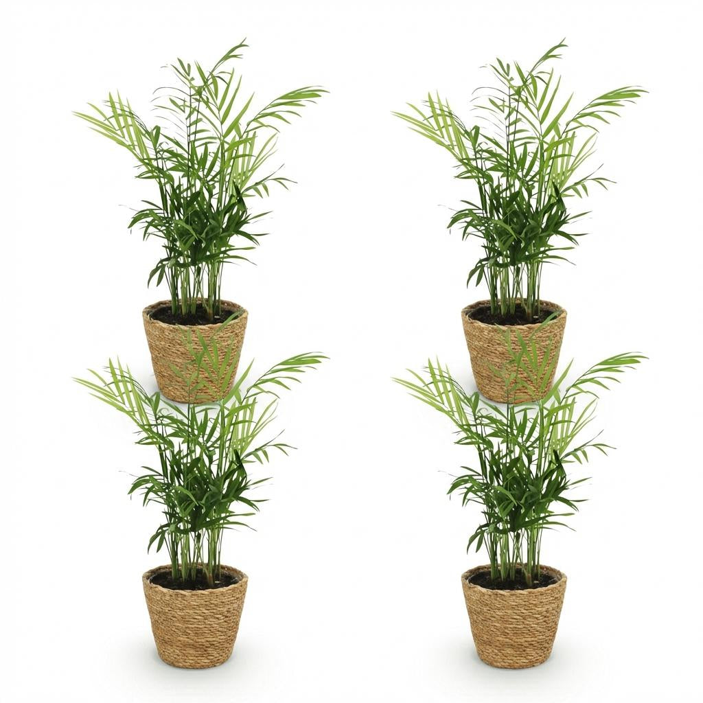 Green boutiQ - Zimmerpflanze - Chamaedorea elegans - Goldpalme - Haustierfreundliche Pflanze - Grün - 4 Pflanzen - mit Korb - Topf 12cm - Höhe 15cm