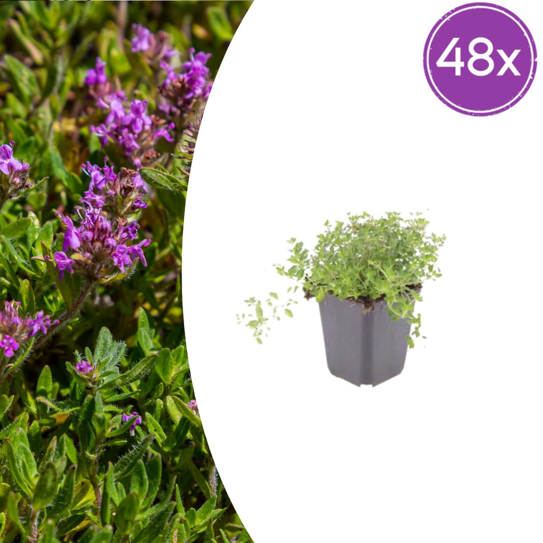 Thymus serpyllum Set – 48 Pflanzen Ø9cm – Duftender Sand Thymian Bodendecker – Winterhart trockenheitsresistent niedrig wachsend – Für Wege Steinfugen Garten Terrasse Bienenfreundlich