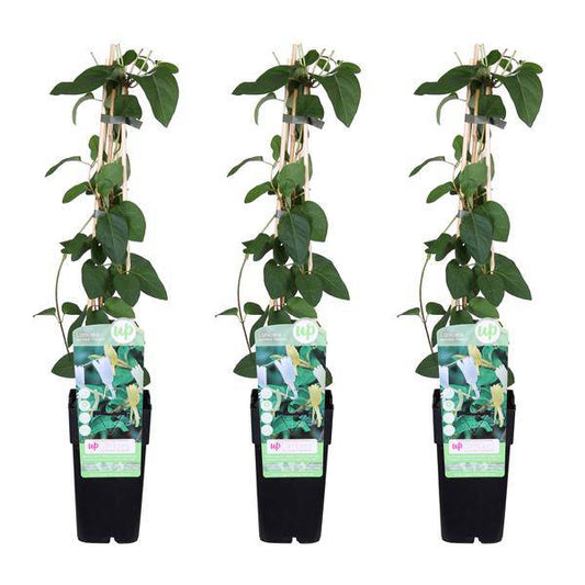 Gelbbunte Geißschlinge - Lonicera japonica 'Halliana' - ↨65cm - Ø15cm - 3 Stück