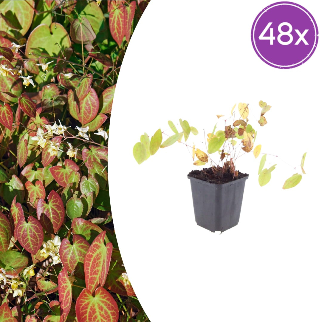 Elfenblume Epimedium × youngianum ‘Niveum’ Schattenstaude für Beet & Unterpflanzung Ø9cm 48 Stück