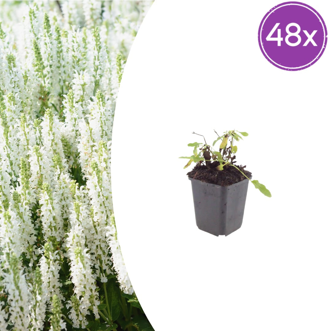 Salvia nemorosa Schneehügel – 48 Pflanzen – Ø9cm – Höhe 10-25cm – Steppensalbei – Hellblaue Blütenähren – Bienenfreundliche Staude für Beet & Steingarten - Oasis of Life