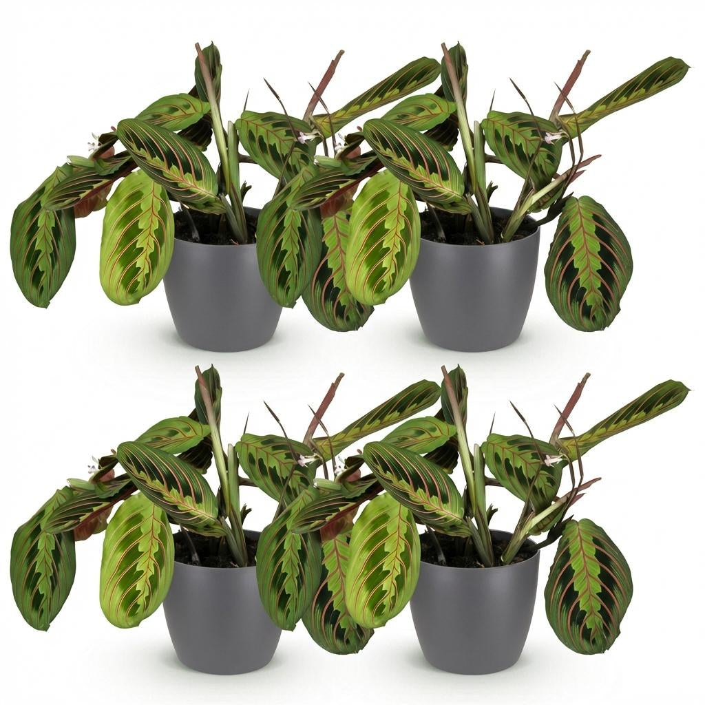 Green boutiQ - Zimmerpflanze - Maranta Fascinator Tricolour - Gebetsblatt - Haustierfreundliche Pflanze - Grün - 4 Pflanzen - mit Potter Grau - Topf 12cm - Höhe 25cm
