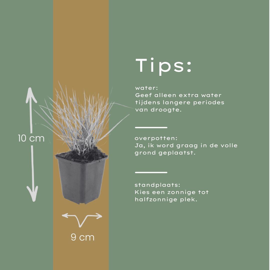 Sesleria autumnalis – 24 Pflanzen – Ø9cm – Höhe 10-25cm – Winterhartes Ziergras – Goldbraune Herbstfärbung – Pflegeleicht für Beet, Steingarten & Naturgarten - Oasis of Life