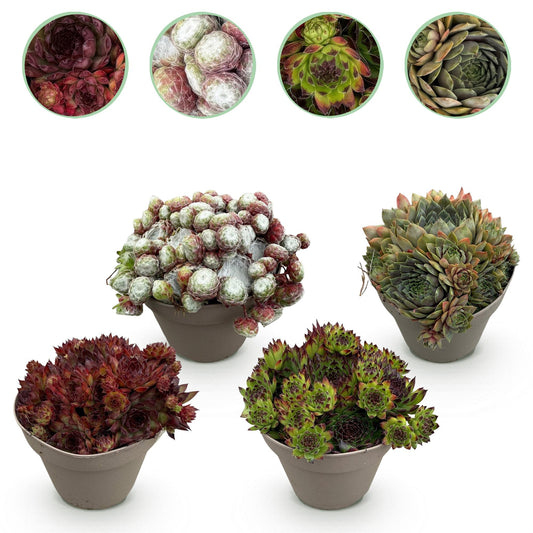 GreenboutiQ - Bodendecker - Winterhart - Sempervivum Big Sam - 4 Pflanzen - Verschiedene Farben - Wenig Pflege - Topf 14cm Höhe 17cm
