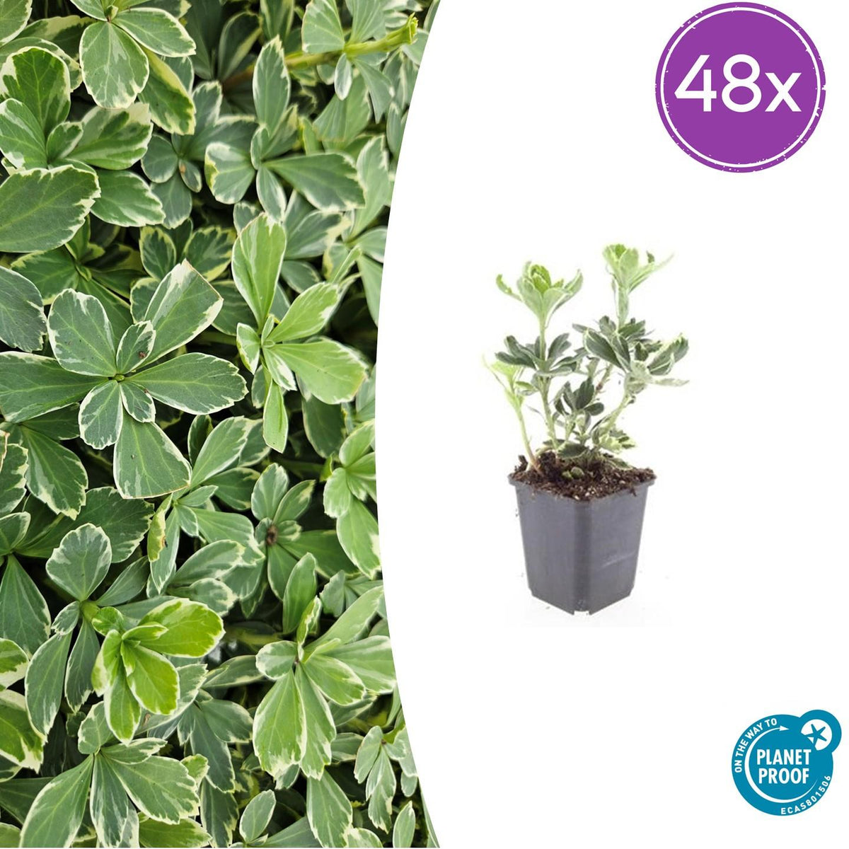 Pachysandra terminalis 'Variegata' – Immergrüner Bodendecker – 48 Pflanzen – ↕10–25 cm – Ø9 cm – Schattentolerant, pflegeleicht, winterhart