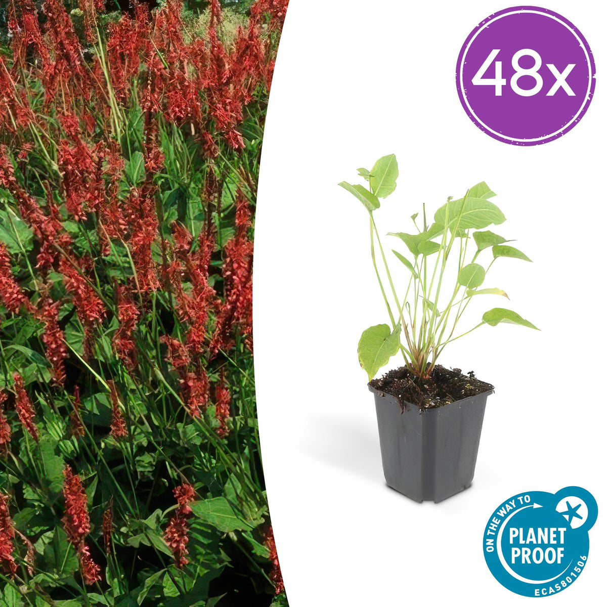 Persicaria amplexicaulis – 48 Pflanzen – ↕10-25 cm – Ø9 cm – Rote Blütenähren – Pflegeleichte, robuste Staude für Sonne & Halbschatten