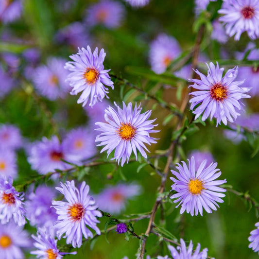 Aster frikartii Mönch Langblühende Staude für sonnige Beete Ø9cm 6 Stück