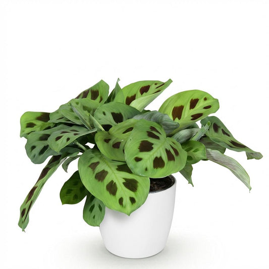 Green boutiQ - Zimmerpflanze - Maranta Fascinator Kerchoveana - Zebrapflanze - Haustierfreundliche Pflanze - Grün - 1 Pflanze - mit Potter Weiß - Topf 12cm - Höhe 25cm
