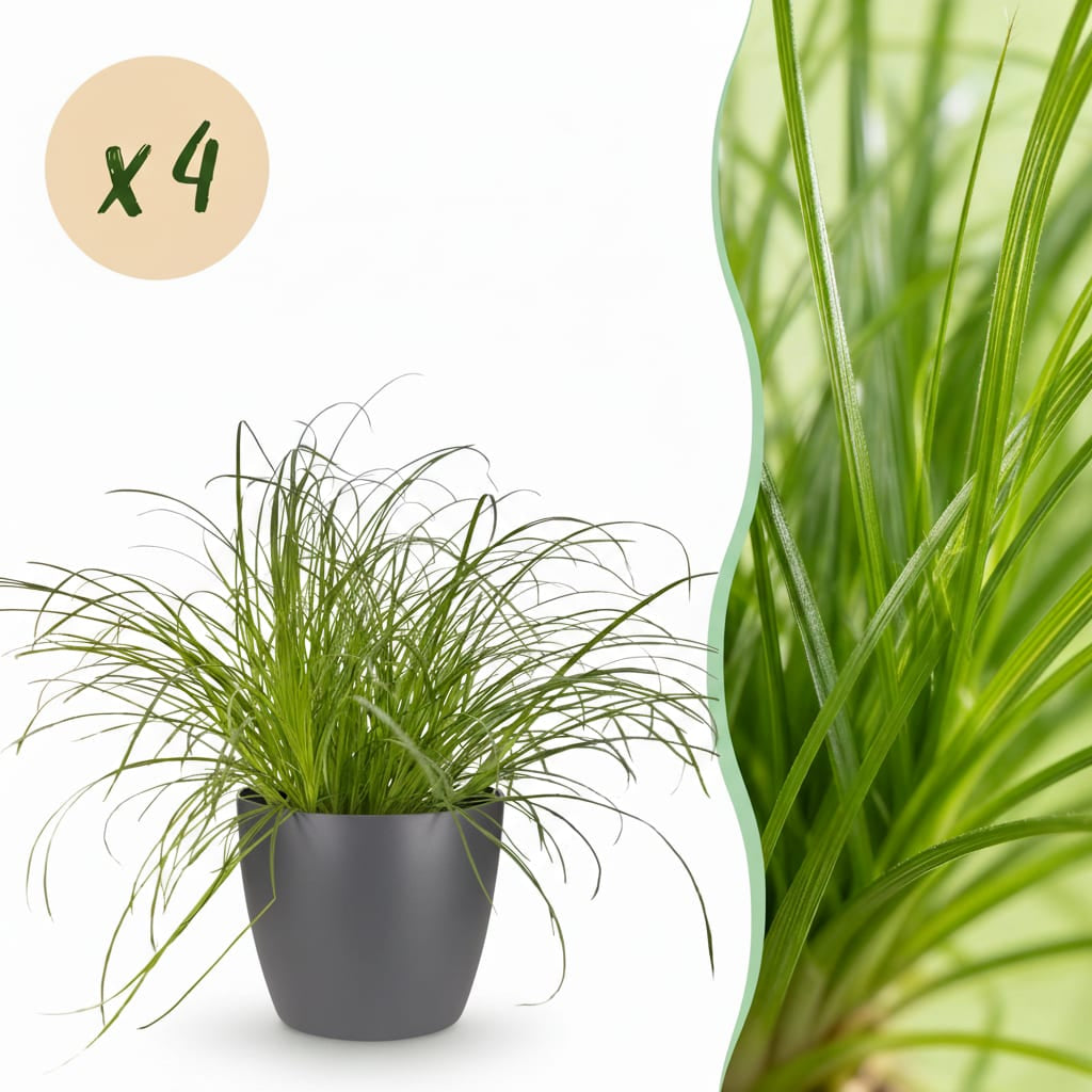 Green boutiQ - Zimmerpflanze - Cyperus alternifolius Zumula - Katzenpflanze - Haustierfreundliche Pflanze - Grün - 4 Pflanzen - mit Potter Grau - Topf 12cm - Höhe 20cm