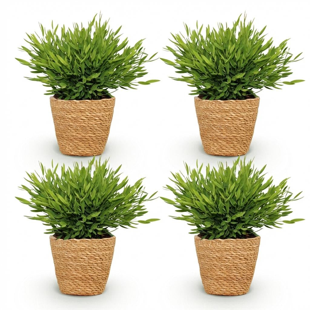 Green boutiQ - Zimmerpflanze - Bamusa Pogonatherum Monica - Bambusgras - Haustierfreundliche Pflanze - Grün - 4 Pflanzen - mit Korb - Topf 12cm - Höhe 20cm