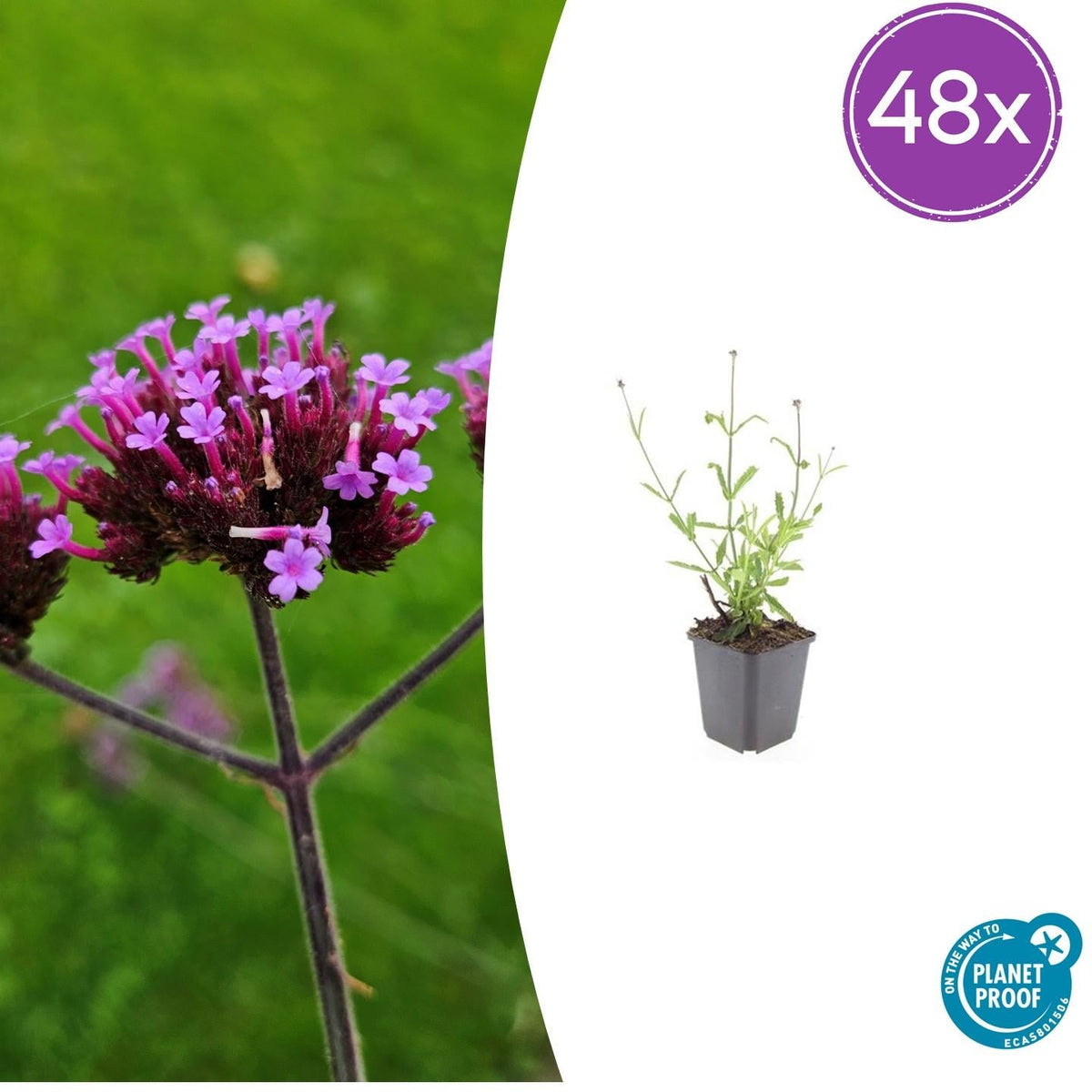 Hohes Eisenkraut Verbena bonariensis 'Lollipop' – 48 Pflanzen – ↕10-25 cm – Ø9 cm – Kompakte, lilafarbene Blütenpflanze – Pflegeleichte, bienenfreundliche Staude