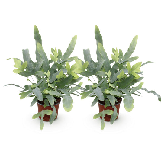 Green boutiQ - Zimmerpflanze - Phlebodium aureum Blue Star - Blaue Farn - Haustierfreundlich - Blau - 2 Pflanzen - Topf 12cm - Höhe 25-30cm