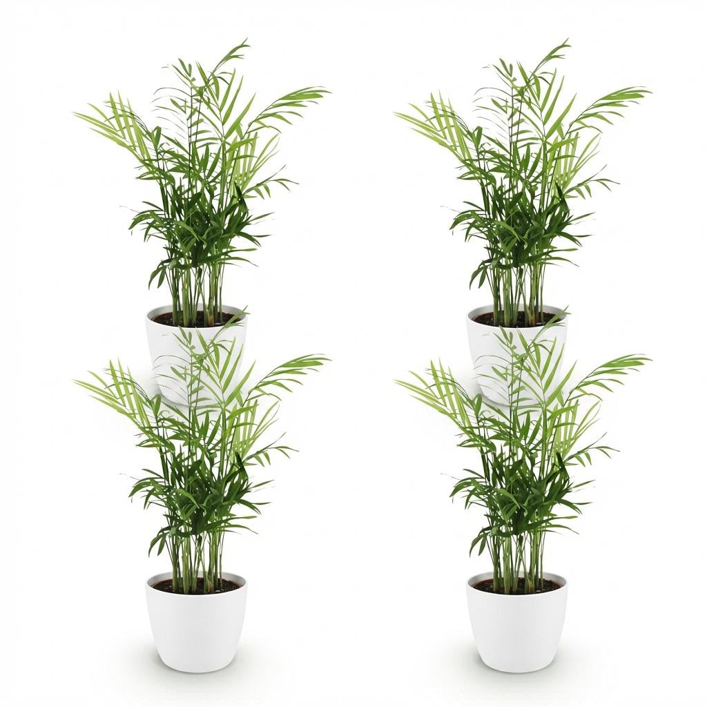 Green boutiQ - Zimmerpflanze - Chamaedorea elegans - Goldpalme - Haustierfreundliche Pflanze - Grün - 4 Pflanzen - mit Potter Weiß - Topf 12cm - Höhe 15cm